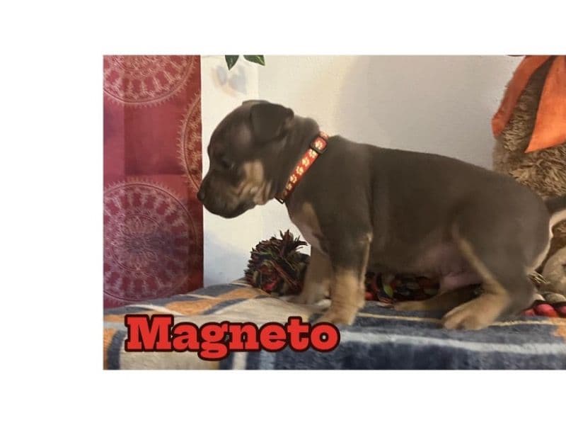 Magneto primary photo