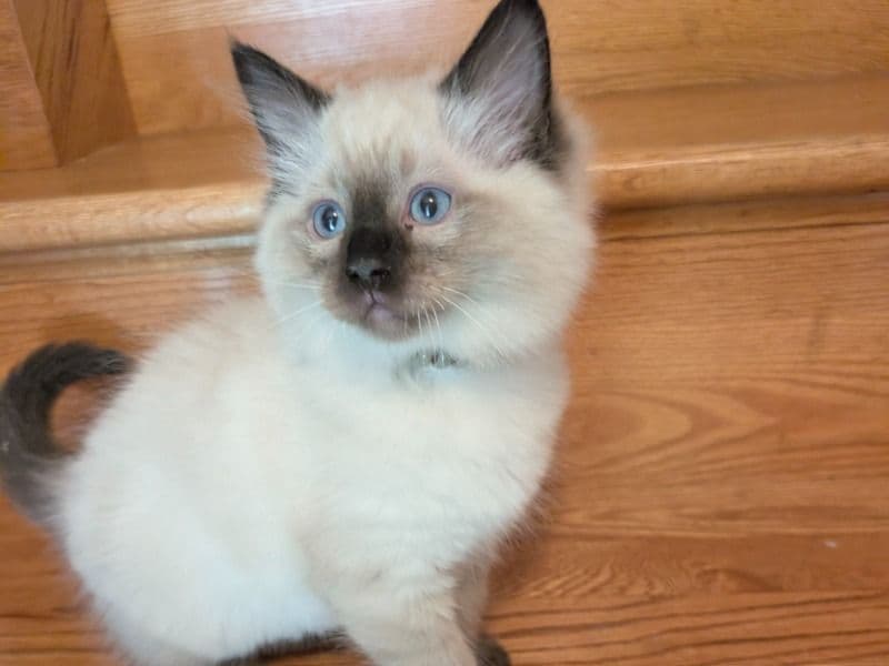 Zeke - Ragdoll | Petmeetly
