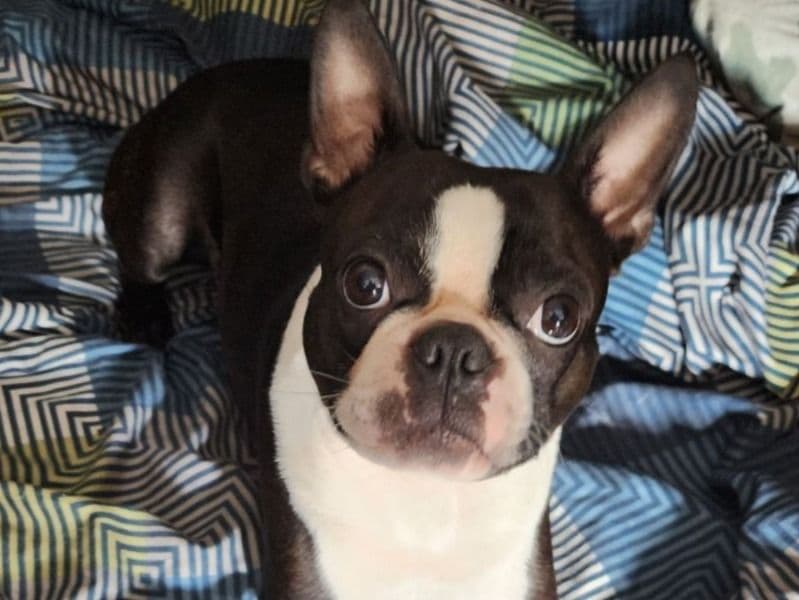 Boston Terrier 7 years 3 months old male small named Rizzo for breeding in Newton County, Georgia | Petmeetly