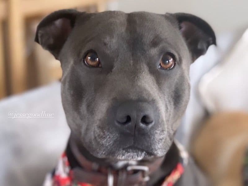 Staffordshire Bull Terrier 6 years 6 months old male medium named Archie for sale in City of Gold Coast, Queensland | Petmeetly