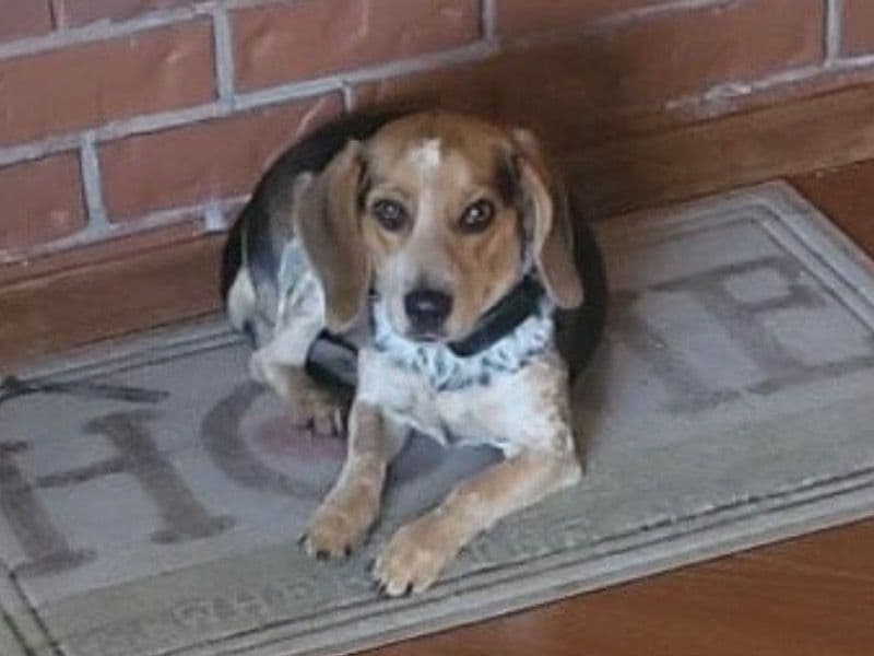 Snickers primary photo