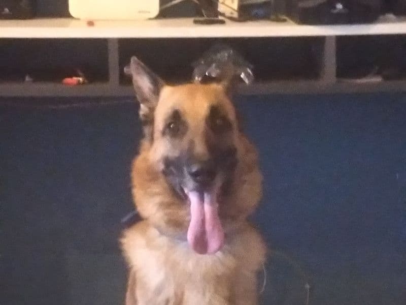 German Shepherd 5 years 1 month old male large named Ceaser for breeding in Faridabad Division, Haryana | Petmeetly