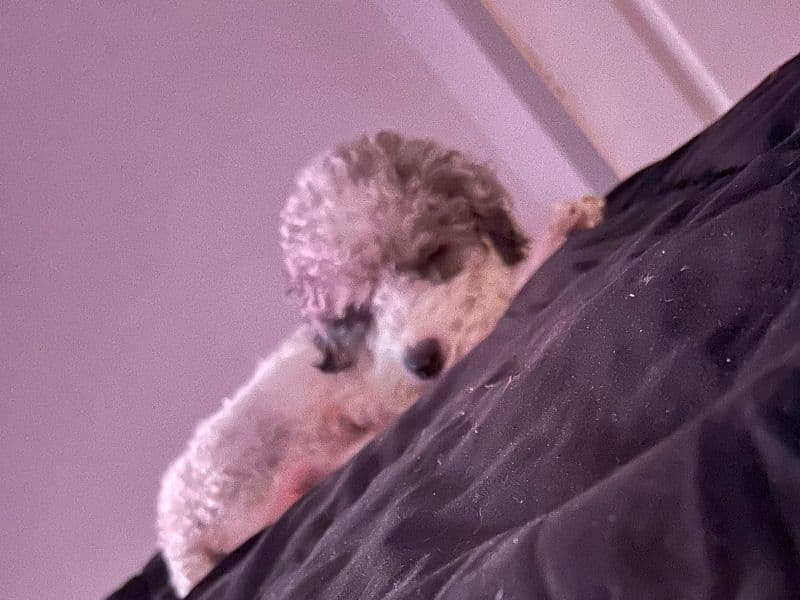 Cockapoo 2 years 3 months old male small named Bleu for breeding in Cuyahoga County, Ohio | Petmeetly