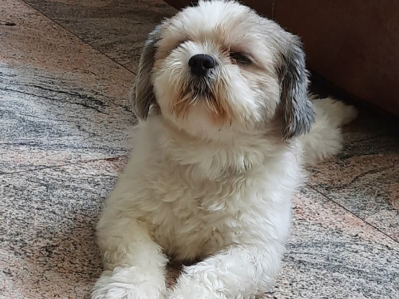 Archie primary photo