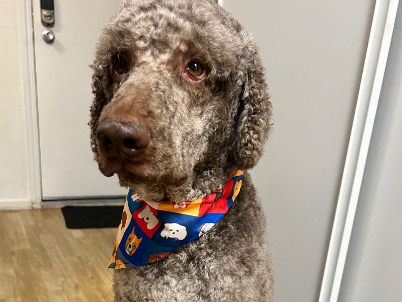 Standard Poodle 4 years 11 months old male medium named Freddie for breeding in Santa Clara County, California | Petmeetly