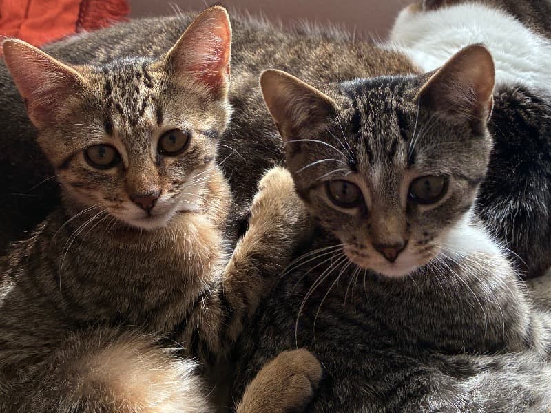 Tabby 4 months old male named Meatloaf And Munchkin for adoption in Summit County, Ohio | Petmeetly