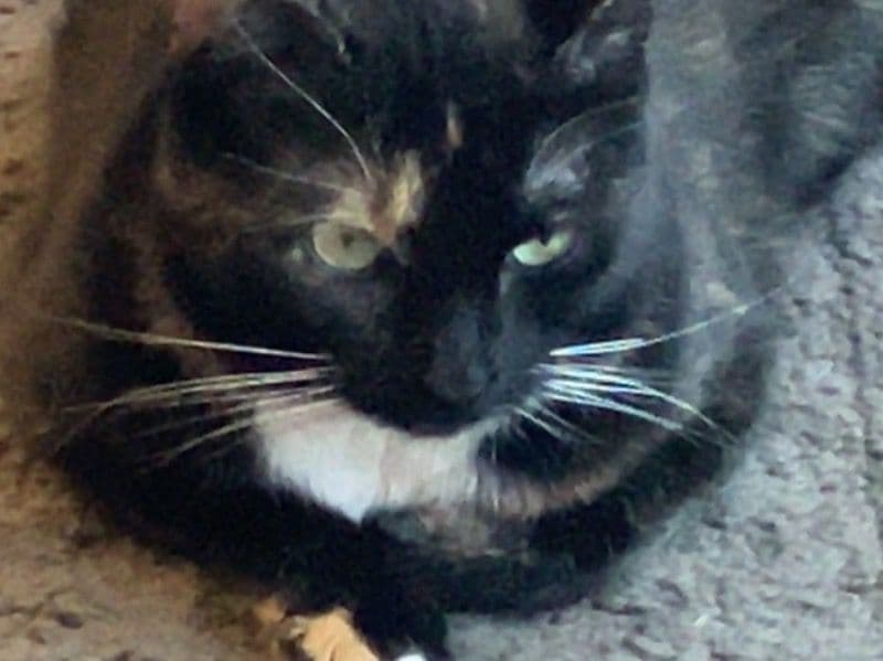 Calico 2 years 7 months old female named Chloe for adoption in Huber Heights, Ohio | Petmeetly