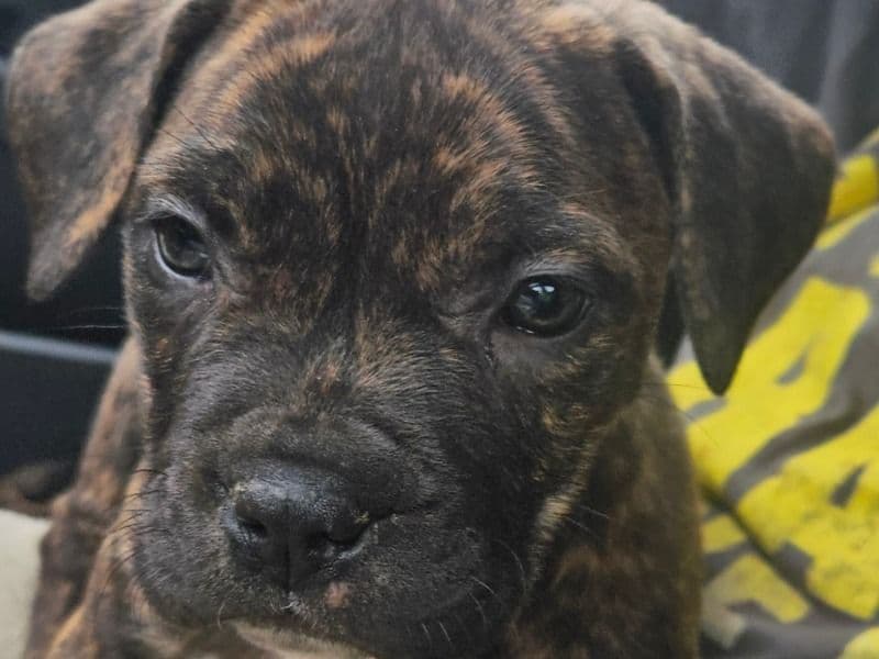 Cane Corso 2 months old female medium named Maggy for sale in Missouri | Petmeetly