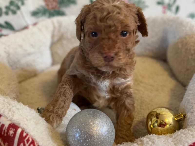 Miniature Poodle 2 months old female small named Layla for sale in Middlesex County, Massachusetts | Petmeetly