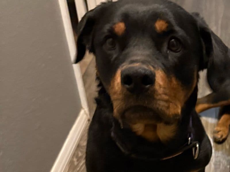 Rottweiler 2 years 3 months old male large named Hugo for breeding in Valencia County, New Mexico | Petmeetly