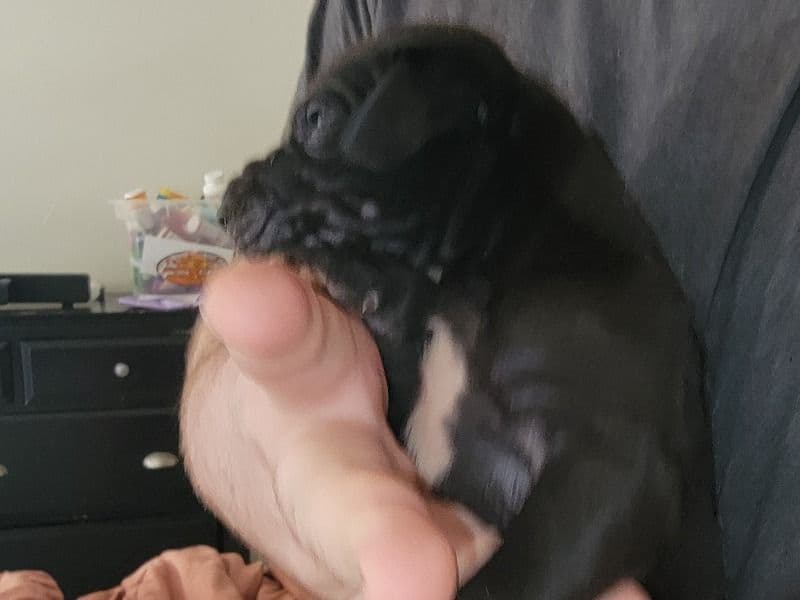 Great Dane 1 month old female extra large named Bat Girl Born 1/1/2026 for sale in Dallas County, Texas | Petmeetly