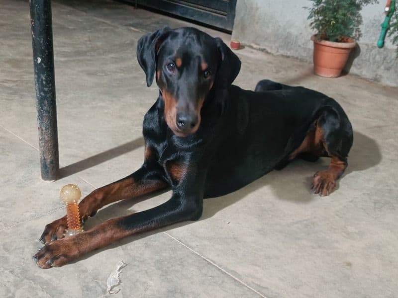 Doberdor 1 year 5 months old male medium named Max for breeding in Bangalore Division, Karnataka | Petmeetly