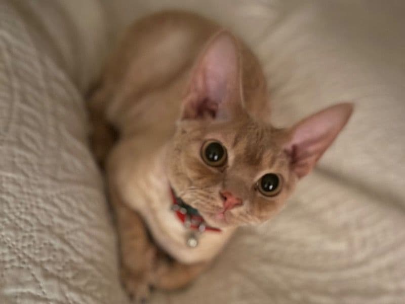 Devon Rex 10 months old male named Obi for sale in Denver County, Colorado | Petmeetly