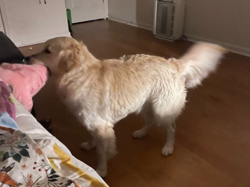 Golden Retriever 3 years 8 months old female medium named Luka for breeding in Gwinnett County, Georgia | Petmeetly