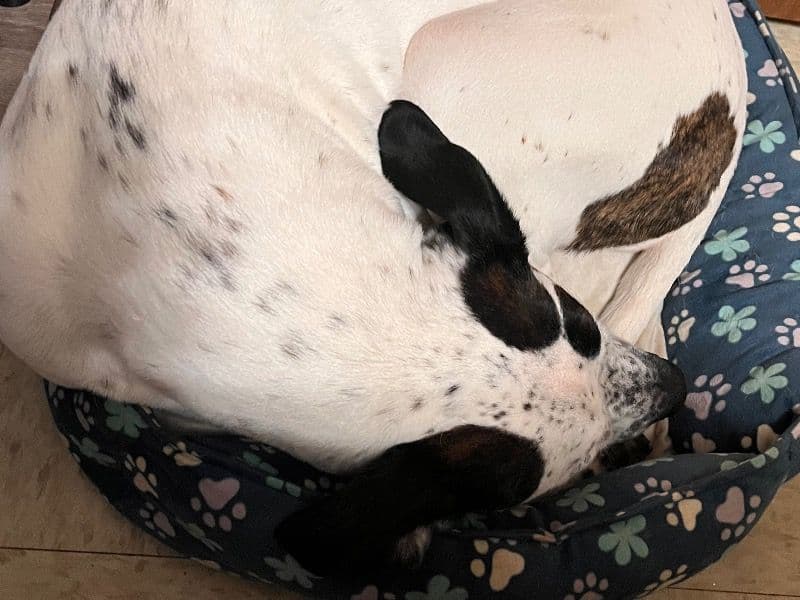 Dalmatian 6 years 2 months old female large named Luna for adoption in Tazewell County, Illinois | Petmeetly
