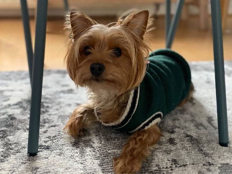 Yorkshire Terrier 3 years 3 months old female small named Raya for breeding in Greater London, England | Petmeetly