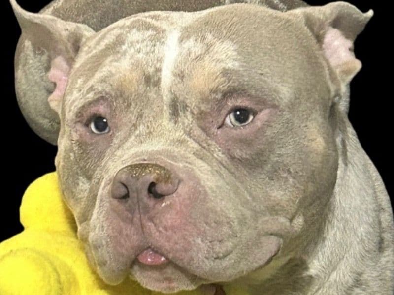 American Pocket Bully 1 year 7 months old male medium named Storm for breeding in Bronx County, New York | Petmeetly