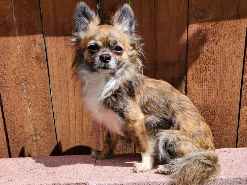 Kolohe primary photo