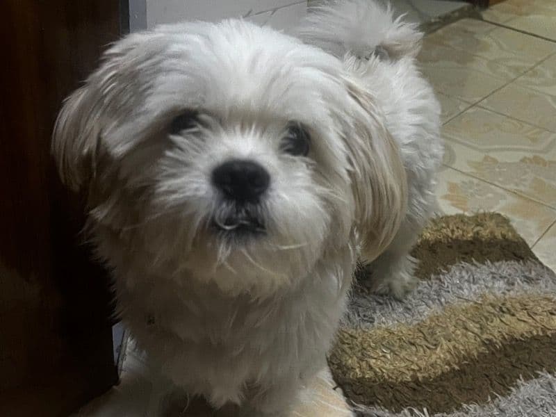 Shih Tzu 2 years 3 months old male medium named Max for breeding in Meerut Division, Uttar Pradesh | Petmeetly