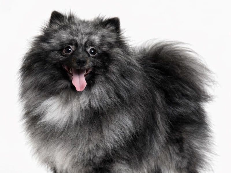 Pomeranian 1 year 2 months old male medium named Samson🐼 for breeding in Greater London, England | Petmeetly