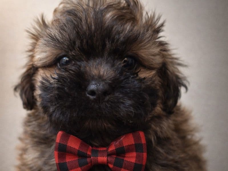 Maltese Shih Tzu 1 month old male small named Jordan for sale in Hudson County, New Jersey | Petmeetly