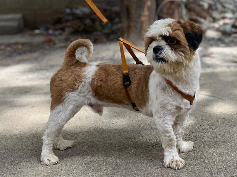 Swedish Vallhund 1 year 2 months old male medium named Simba for breeding in Bangalore Division, Karnataka | Petmeetly