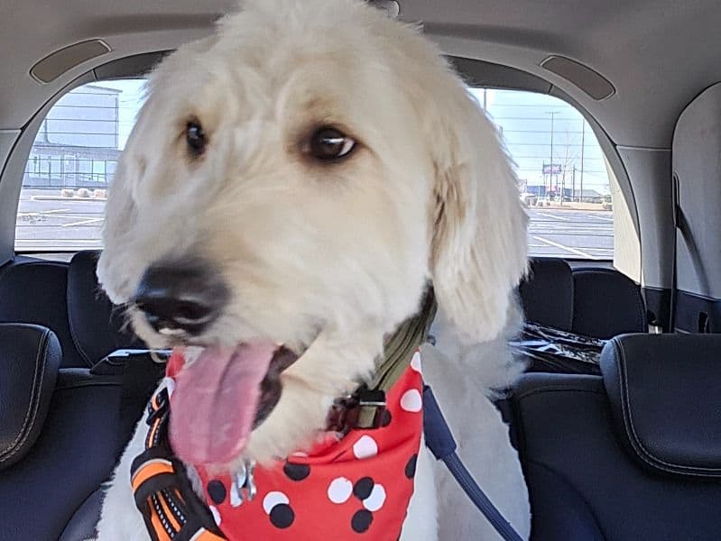 Goldendoodle 3 years 2 months old male medium named Marley for breeding in Cobb County, Georgia | Petmeetly