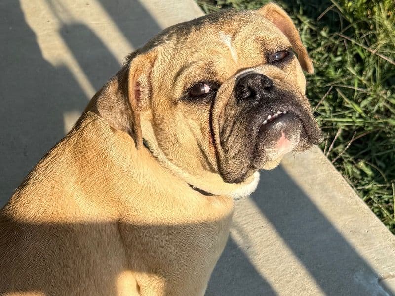 White English Bulldog 1 year 1 month old male medium named Oscar for sale in Clay County, Indiana | Petmeetly