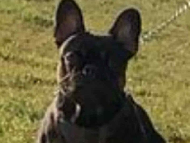 Bruce primary photo