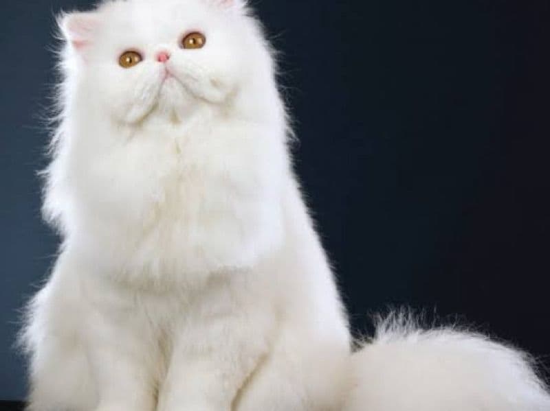 Persian 3 years 4 months old female named Pinky for breeding in Delhi Division, Delhi | Petmeetly