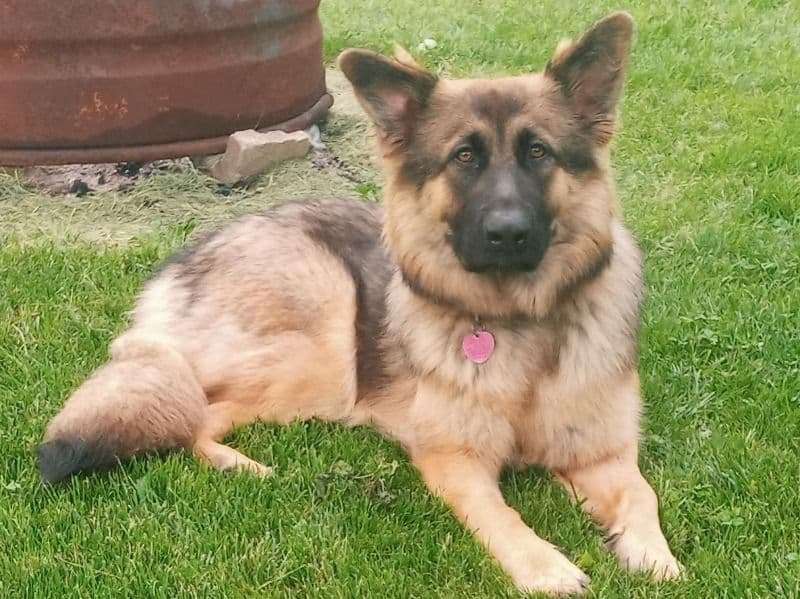 Ruby primary photo