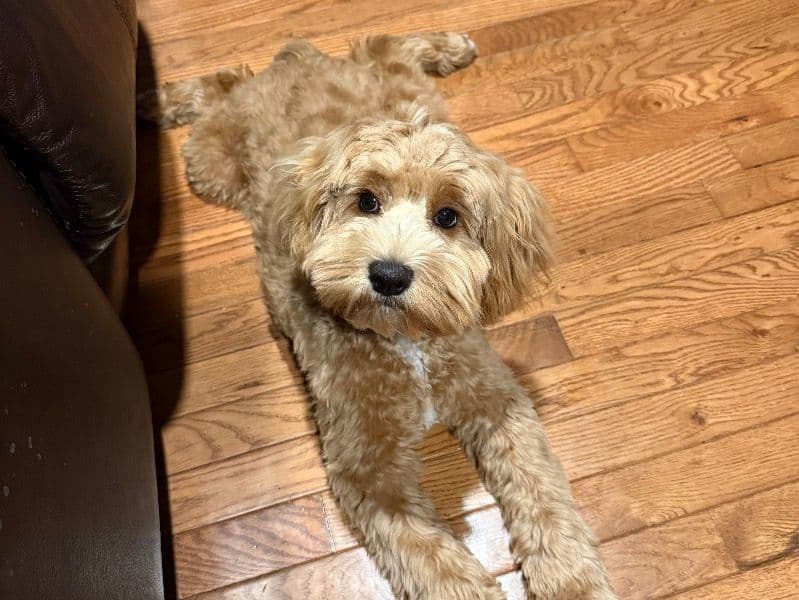 Cockapoo 8 months old male medium named Cash for breeding in Talladega County, Alabama | Petmeetly