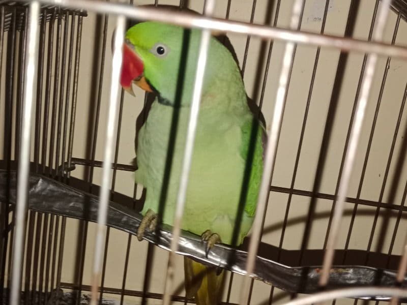 Parrot - American | Petmeetly