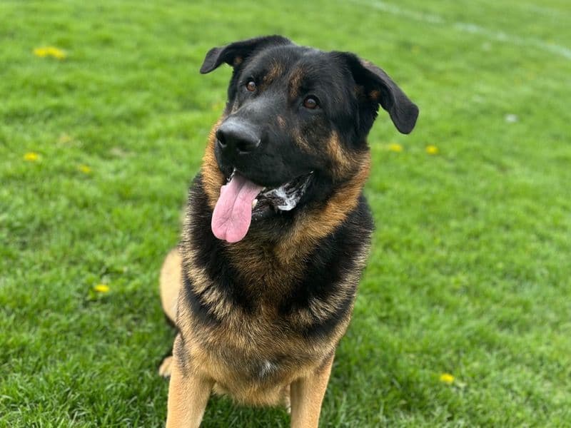 German Shepherd 4 years 9 months old male extra large named Hunter for breeding in Cuyahoga County, Ohio | Petmeetly