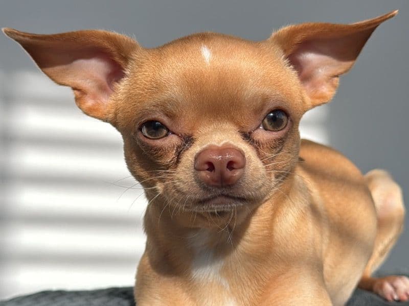 Chihuahua 1 year 1 month old male small named Rango for breeding in Hoschton, Georgia | Petmeetly