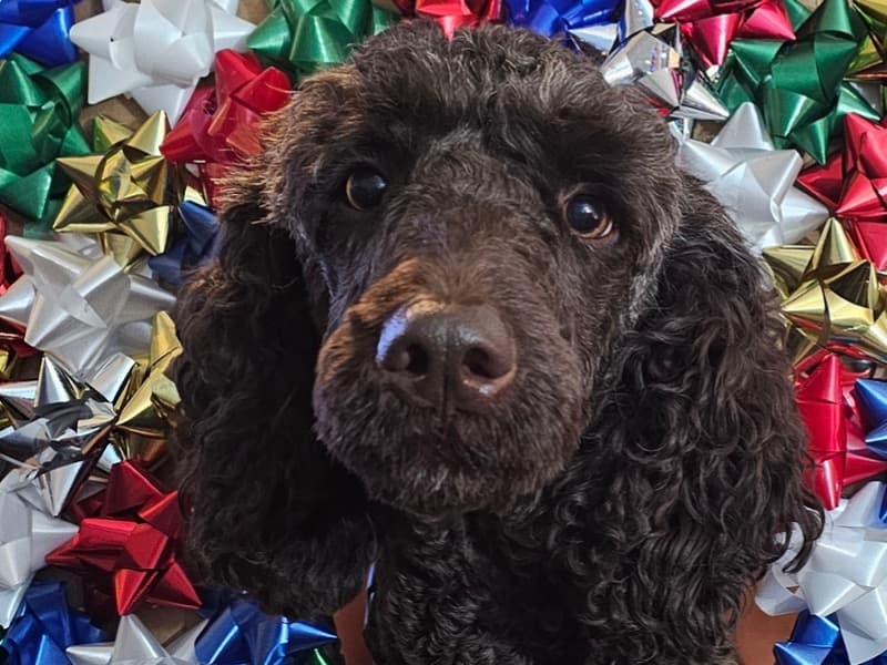 Standard Poodle 2 years old female medium named Dixie for breeding in Lake County, Florida | Petmeetly