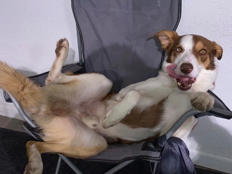 Border Collie 7 years old male medium named Chevy for breeding | Petmeetly