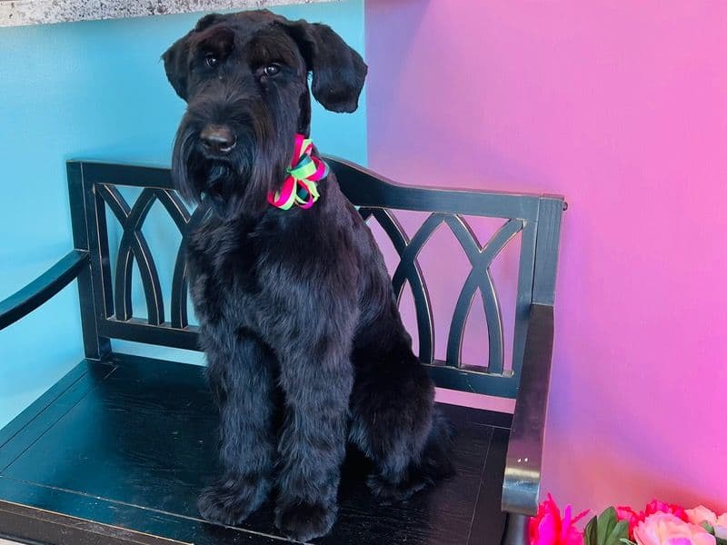 Giant Schnauzer 2 years 8 months old female large named Luna for breeding in Montgomery County, Texas | Petmeetly