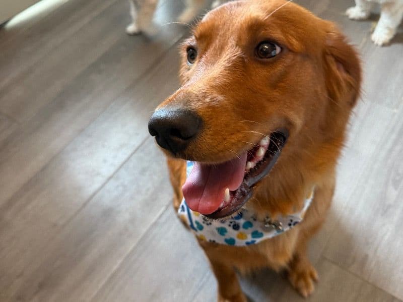 Golden Retriever 1 year 5 months old female large named Luna for breeding in Miami County, Ohio | Petmeetly