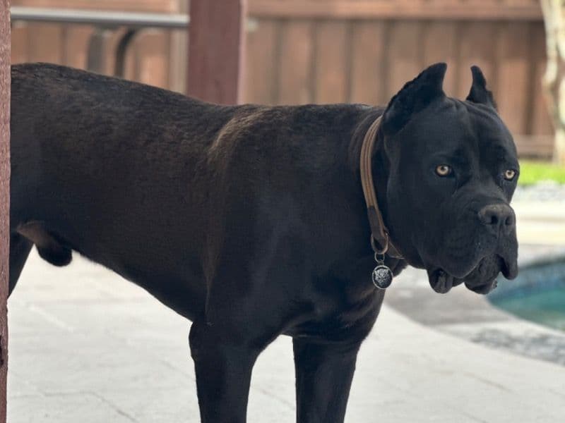 Zeus primary photo