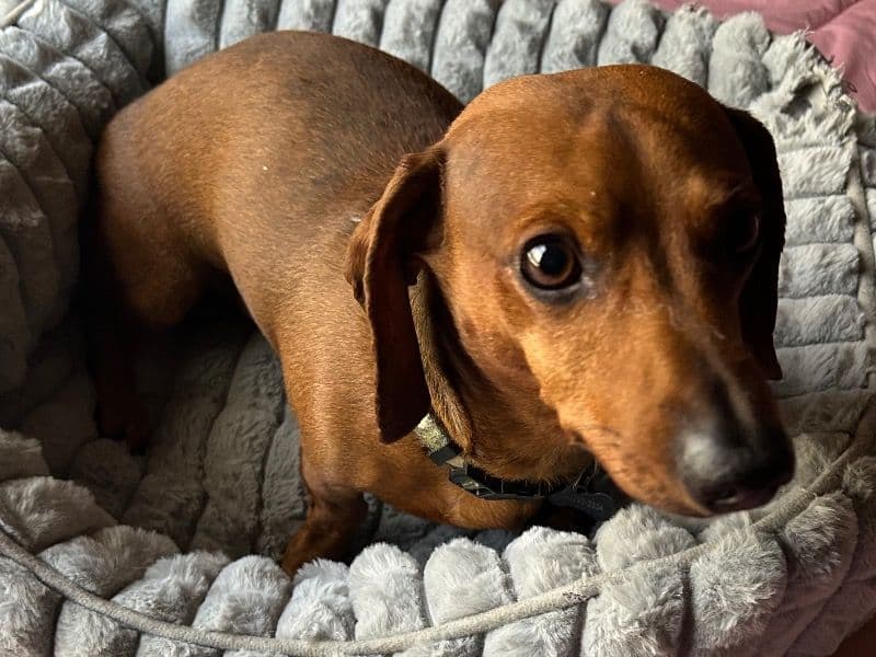 Koda - Dachshund | Petmeetly