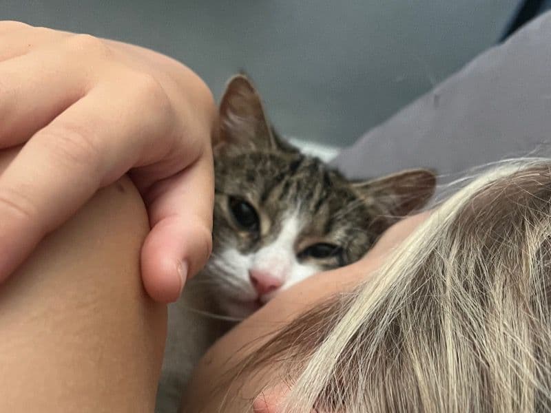 Toyger 1 year 6 months old female named Smudge for sale in Derbyshire, England | Petmeetly