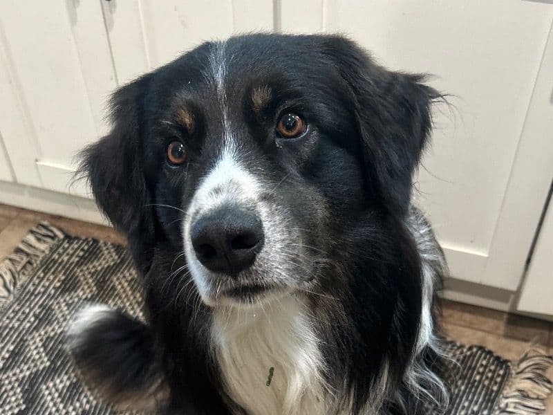 Australian Shepherd 3 years old male large named Rocket for breeding in Maui County, Hawaii | Petmeetly