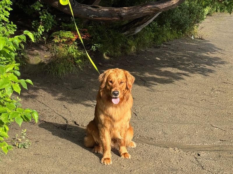 Coco primary photo