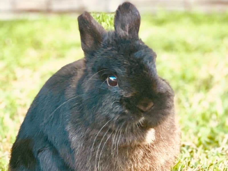 Ele - Netherland Dwarf | Petmeetly