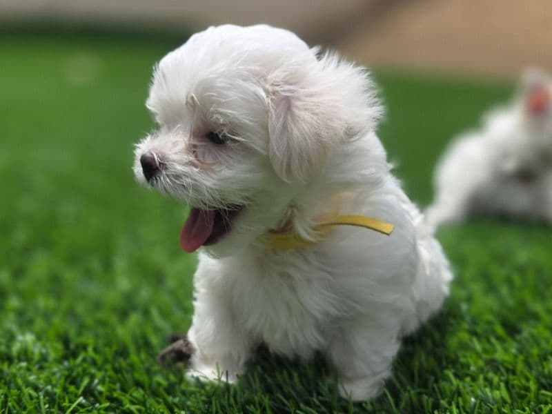 Sage - Maltese | Petmeetly