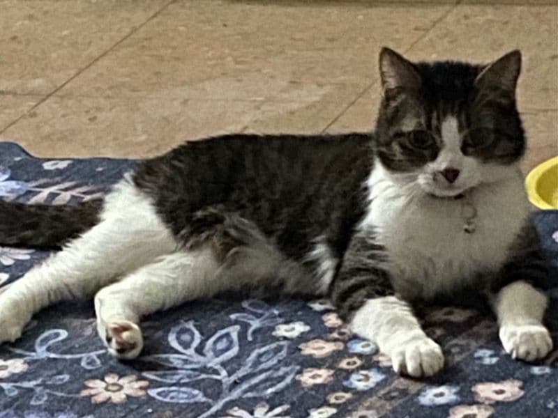 American Shorthair 8 years old female named Cleopatra for adoption in Davidson County, Tennessee | Petmeetly