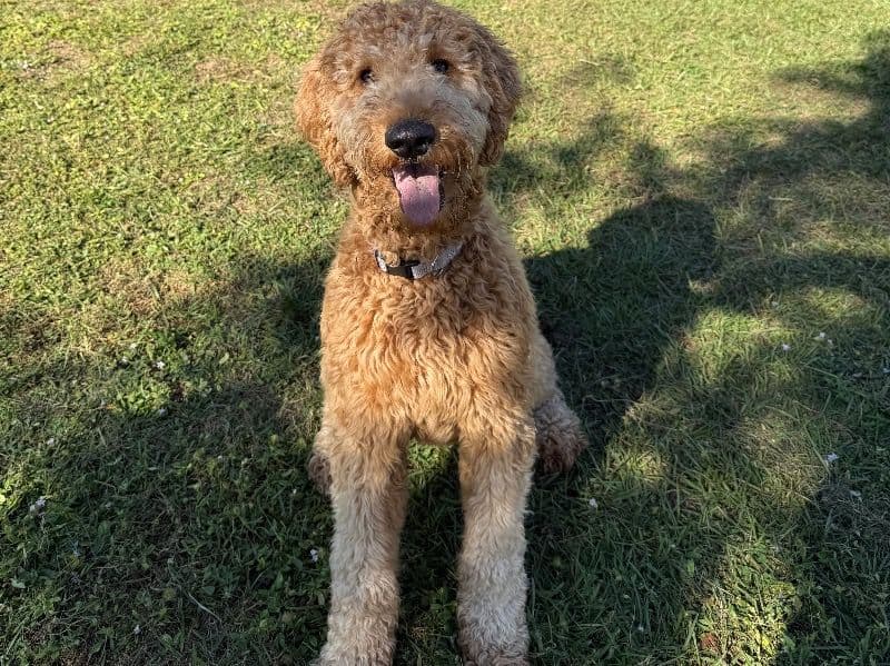 Goldendoodle 1 year 6 months old female large named Canelita for breeding in Lee County, Florida | Petmeetly