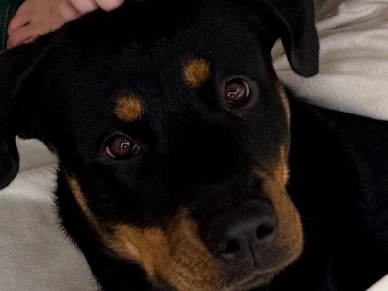 Rottweiler 1 year 6 months old female medium named Charli for breeding | Petmeetly