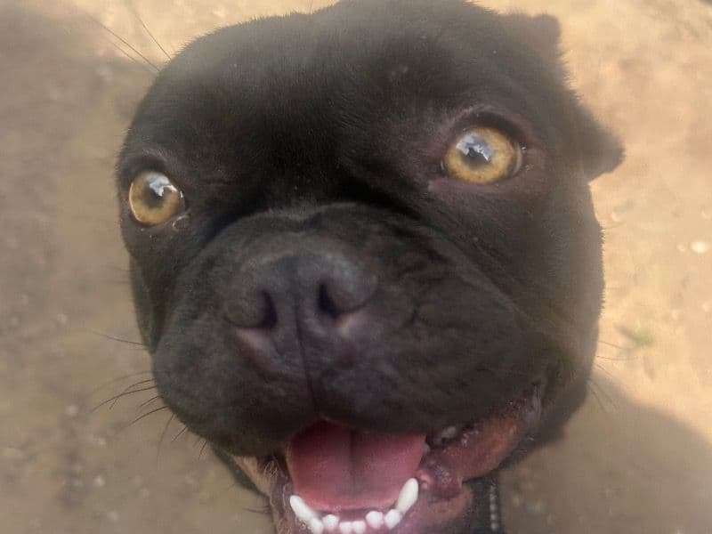 Buster primary photo